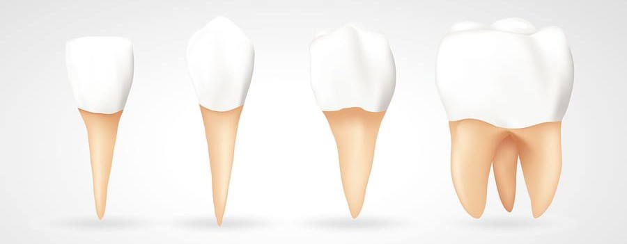 Qual é a função dos dentes molares e pré-molares?